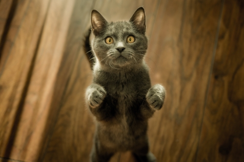 a standing cat with wide eyes begging for something